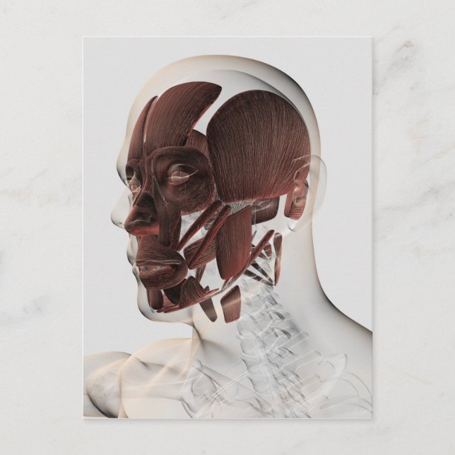 Anatomie männlicher Gesichtsmuskeln, seitliche Sic Postkarte (Vorderseite)