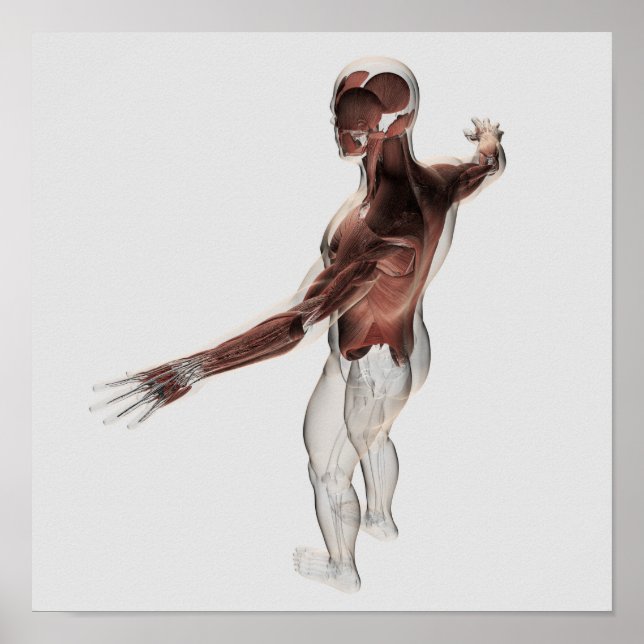 Anatomie männlicher Muskeln im Oberkörper 2 Poster (Vorne)