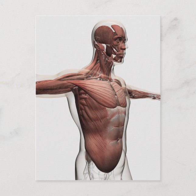 Anatomie männlicher Muskeln im Oberkörper, seitlic Postkarte (Vorderseite)