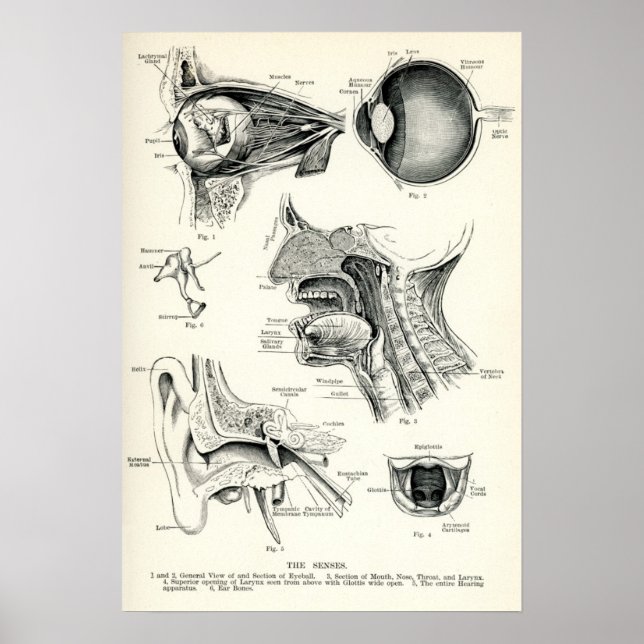 Anatomie - menschliche Sinne Poster (Vorne)
