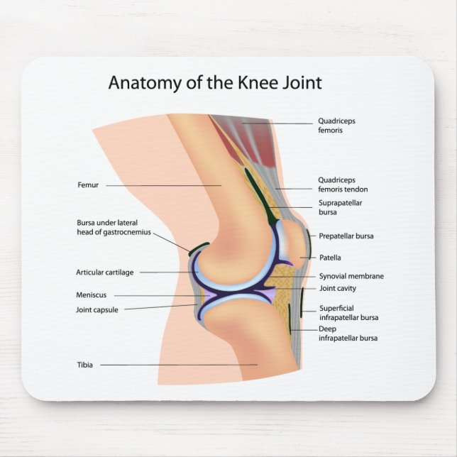 Anatomie menschlichen Kniegelenk mousepad (Vorne)