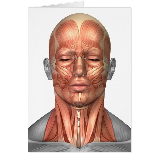 Anatomie menschlicher Gesichts- und Nackenmuskeln, (Vorne)