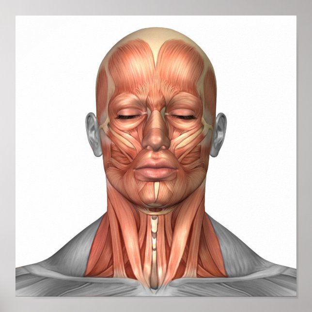Anatomie menschlicher Gesichts- und Nackenmuskeln, Poster (Vorne)