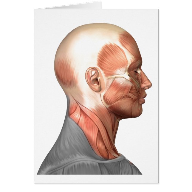 Anatomie menschlicher Gesichtsmuskeln, Seitenansic (Vorne)