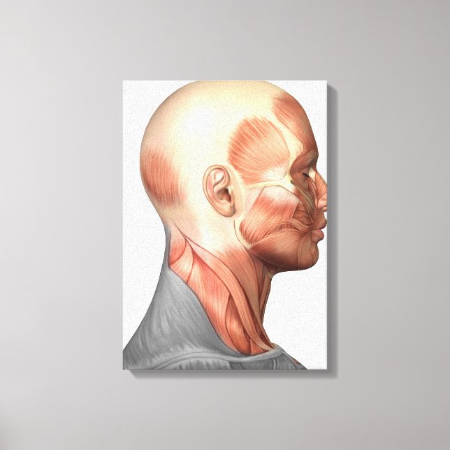 Anatomie menschlicher Gesichtsmuskeln, Seitenansic Leinwanddruck (Vorderseite)