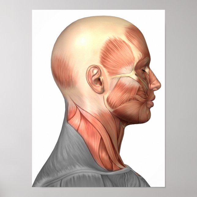 Anatomie menschlicher Gesichtsmuskeln, Seitenansic Poster (Vorne)