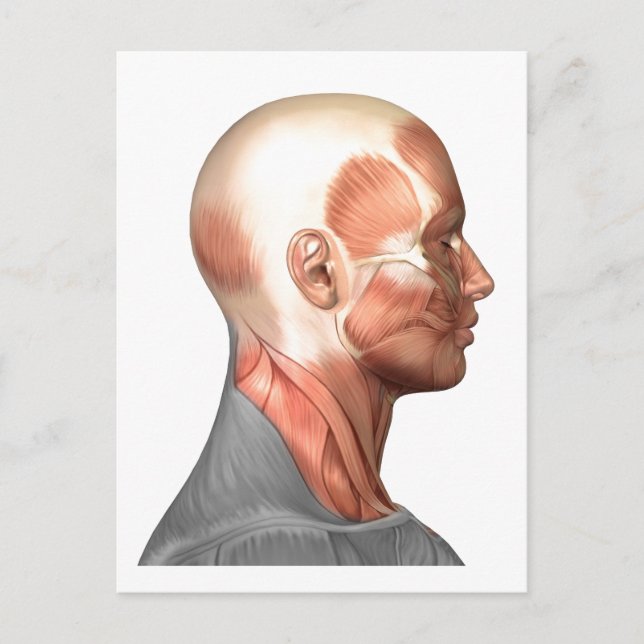 Anatomie menschlicher Gesichtsmuskeln, Seitenansic Postkarte (Vorderseite)