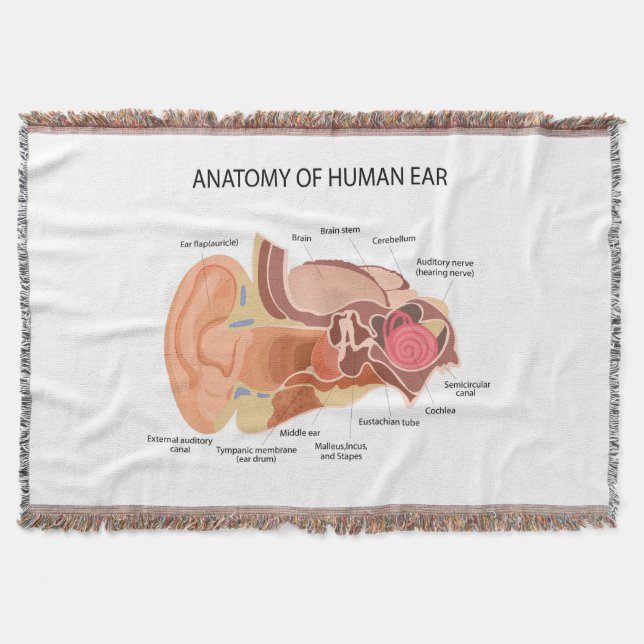 Anatomie menschlicher Ohren Decke (Vorderseite)