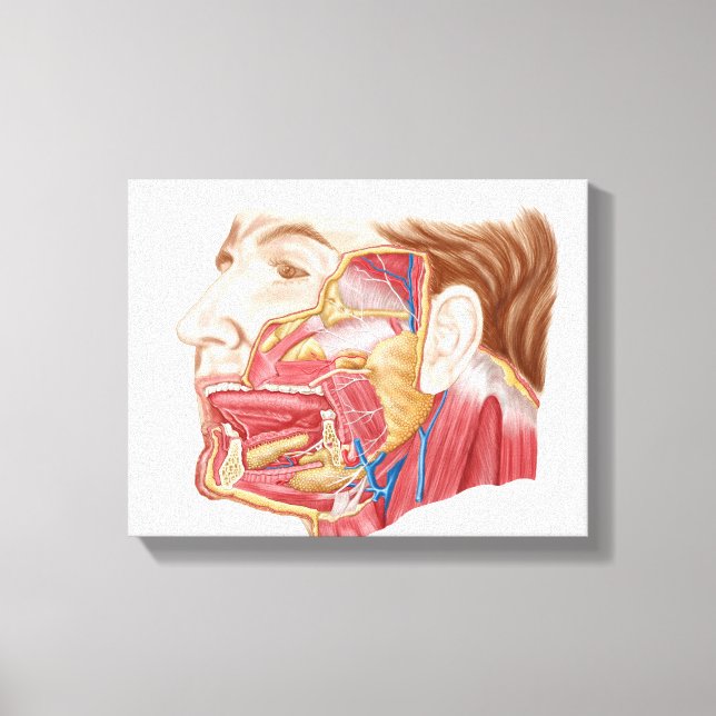 Anatomie menschlicher Speicheldrüsen Leinwanddruck (Vorderseite)