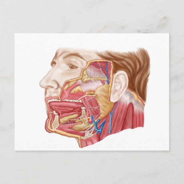 Anatomie menschlicher Speicheldrüsen Postkarte (Vorderseite)