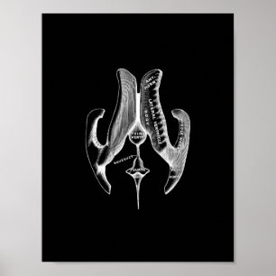 Anatomie menschlicher Ventrikeln in Schwarz-Weiß-P Poster
