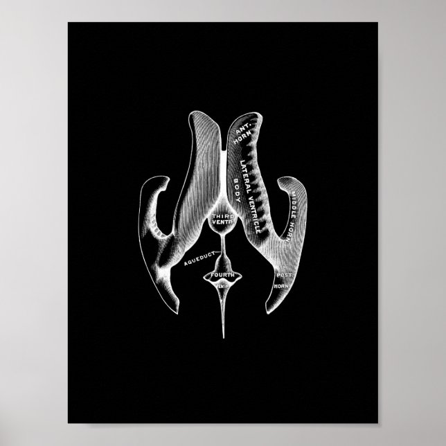 Anatomie menschlicher Ventrikeln in Schwarz-Weiß-P Poster (Vorne)