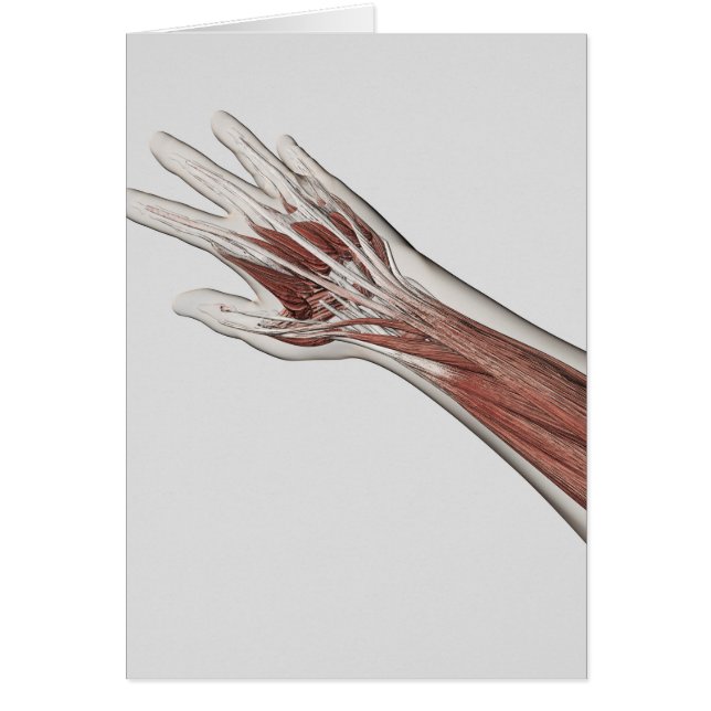Anatomie Musculaire Du Bras Humain Et De La Main (Devant)