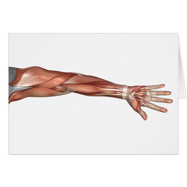 Anatomie Musculaire Du Bras Humain, Vue Antérieure (Devant horizontal)