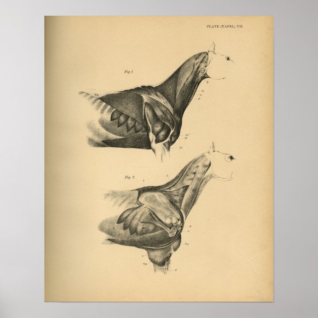 Anatomie musculaire du cheval 1908 Impression Vint (Devant)