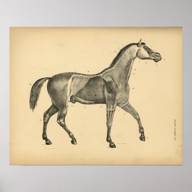 Anatomie musculaire du cheval 1908 Impression Vint (Devant)