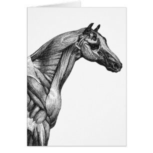 Anatomie musculaire du cheval rétro