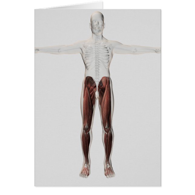 Anatomie Musculaire Homme Des Jambes Humaines, Ant (Devant)