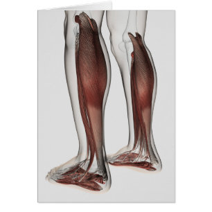 Anatomie Musculaire Homme Des Jambes Humaines, Ant
