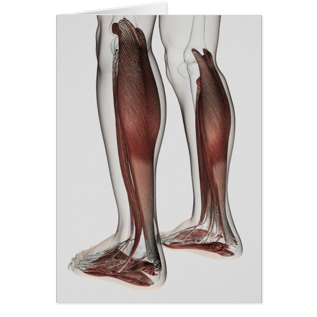 Anatomie Musculaire Homme Des Jambes Humaines, Ant (Devant)