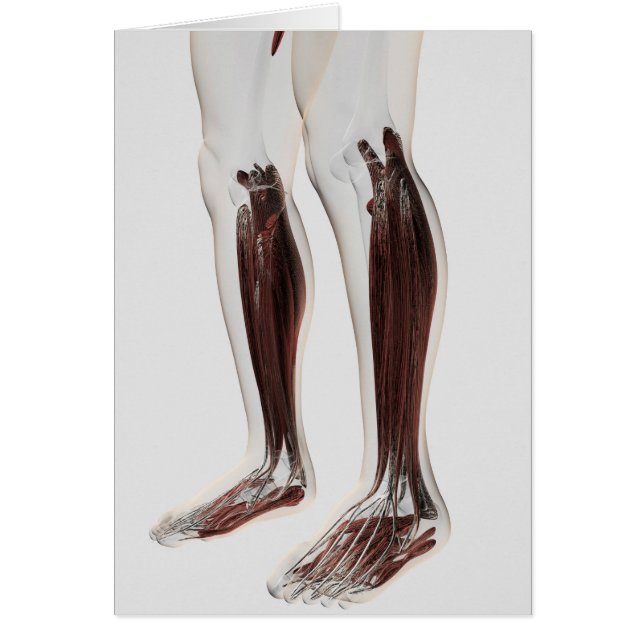Anatomie Musculaire Masculine Des Jambes Humaines, (Devant)