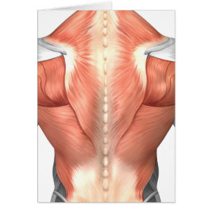 Anatomie Musculaire Masculine Du Dos Humain 1