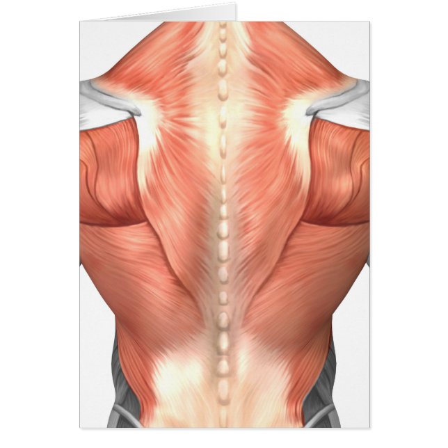 Anatomie Musculaire Masculine Du Dos Humain 1 (Devant)