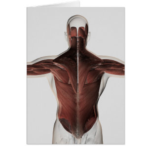 Anatomie Musculaire Masculine Du Dos Humain 2