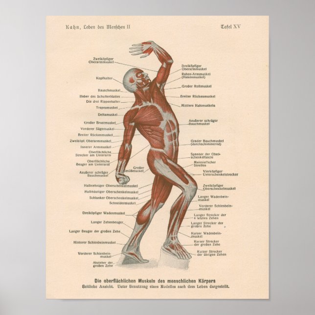 Anatomie musculaire Vintage Impression en allemand (Devant)
