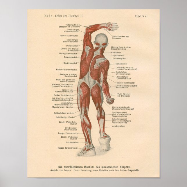 Anatomie musculaire Vintage Impression en allemand (Devant)