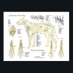 Anatomie-Poster-Diagramm für Hunde Nervensystem Poster<br><div class="desc">Die anatomische Darstellung des Hundes zeigt das Nervensystem des Hundes mit Schädelnerven. Nerven der Pfoten. Das Plakat ist mit Beschreibungen versehen</div>