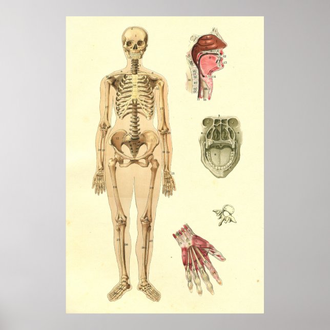 Anatomie-Poster für Frauen Poster (Vorne)