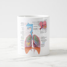 Anatomie Tasse Atmung