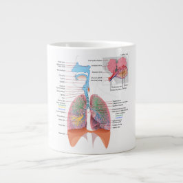 Anatomie Tasse Atmung