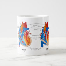 Anatomie Tasse-Herz
