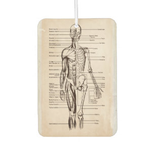 Anatomie und Physiologie des Menschen Autolufterfrischer
