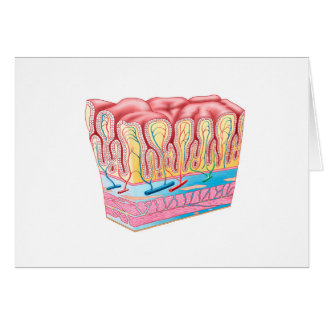Anatomie und Schichten der Magenwand