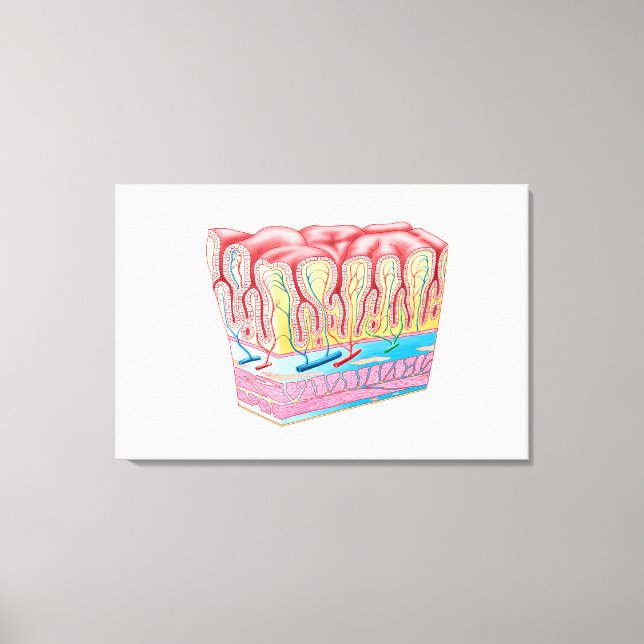 Anatomie und Schichten der Magenwand Leinwanddruck (Vorderseite)