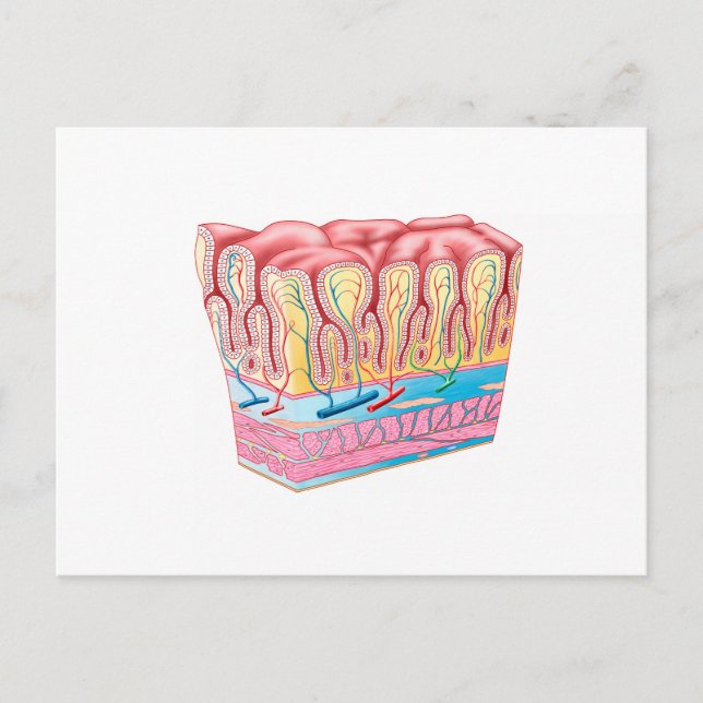 Anatomie und Schichten der Magenwand Postkarte (Vorderseite)