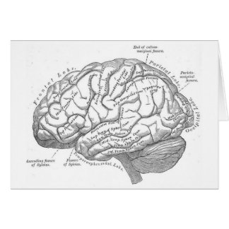 Anatomie vintage de cerveau