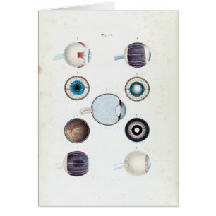 Anatomie vintage de l'oeil humain