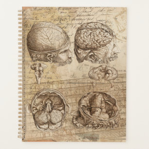 Anatomie vintage du cerveau Art collé désorganis