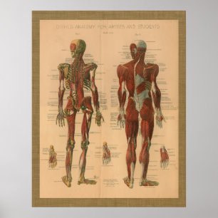 Anatomie-Vintages Plakat des skelettartigen