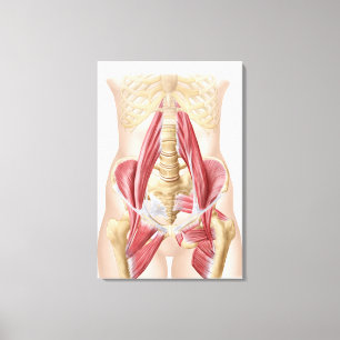 Anatomie von Iliopsoa, die dorsalen angesagten Leinwanddruck