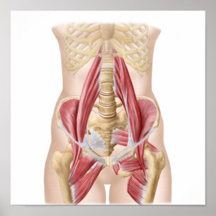 Anatomie von Iliopsoa, die dorsalen angesagten Poster