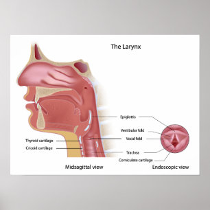 Anatomie von Kehlkopf Plakat