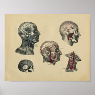 Anatomie von Kopf und Hals des Menschen, Vintage-D Poster