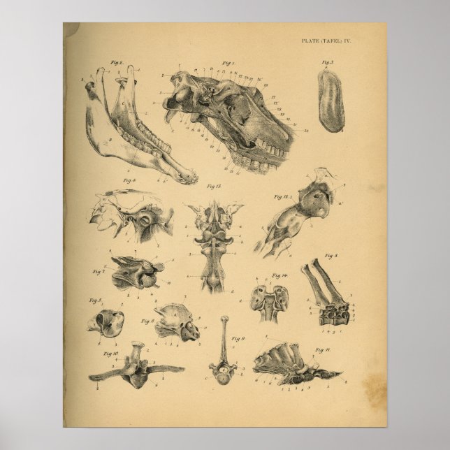 Anatomie von Pferdekopf und Wirbelsäule 1908 Vinta Poster (Vorne)