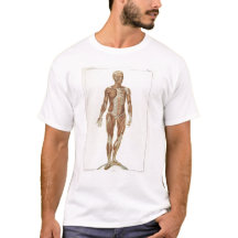 Anatomie vorhergehend