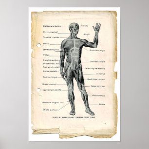 Anatomie-vorhergehendes Plakat